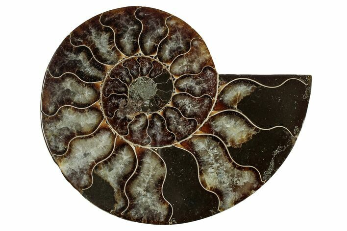 Cut & Polished Ammonite Fossil (Half) - Madagascar #344418